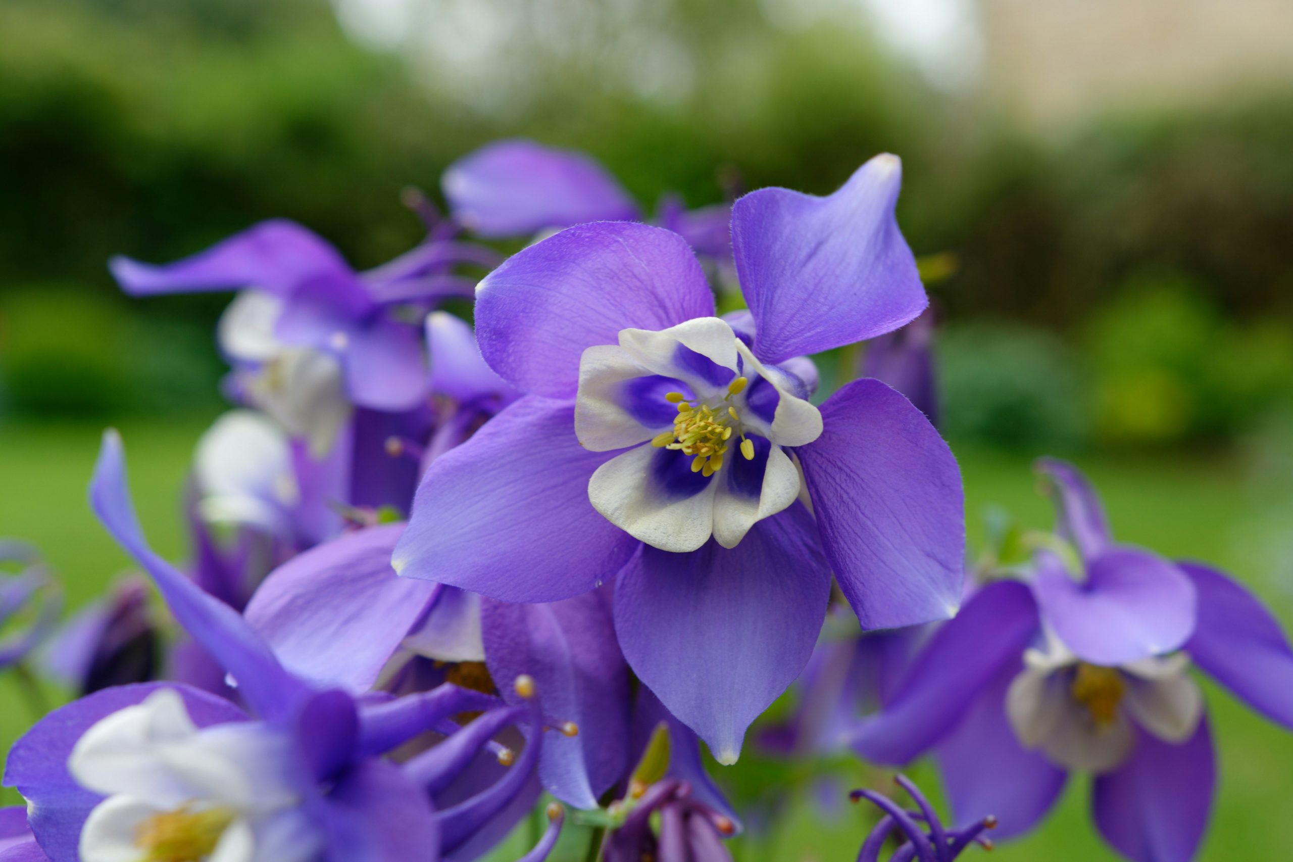 Columbine
